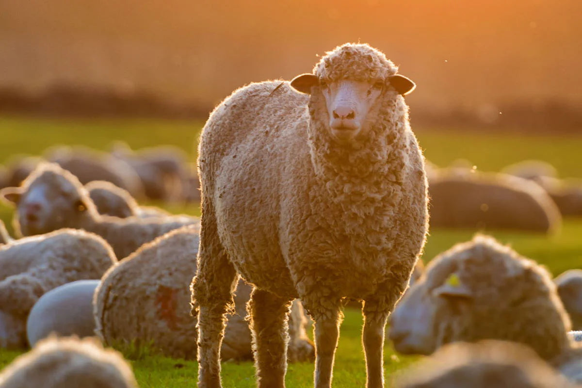 Why Merino Wool? Why Merino Wool?